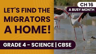 Migration: Birds and Animals | A Busy Month | Class 4 Science Chapter 16