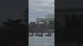 How Delayed Lights Saved the Jefferson Memorial 5 Whys method #midge #spider #birds #cost