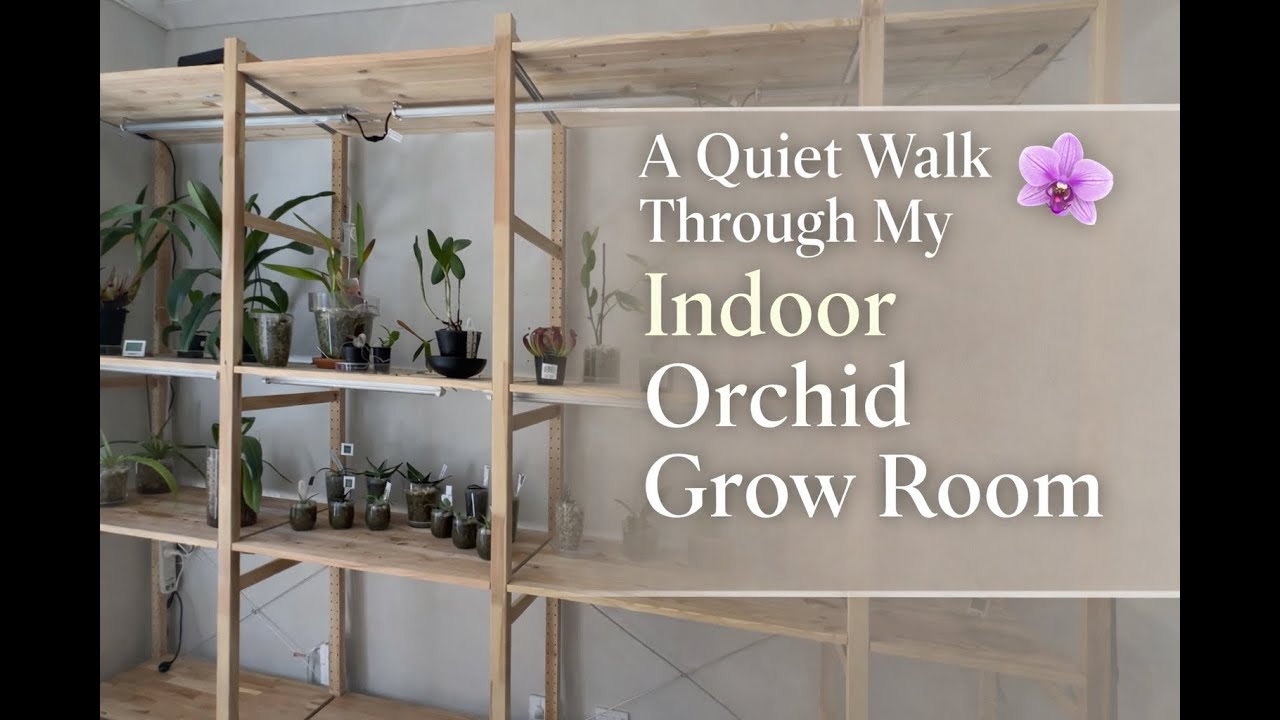 Тихая прогулка по моей комнате, где я выращиваю орхидеи.