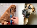 Unbelievable!!! Funny Dog Videos Try Not To Laugh 🦴🐕🐶✔️4