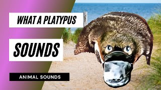 Come un suono di Platypus - Animazione screenshot 5