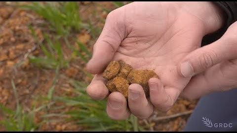 Lateritic Gravels Series: Part 1/3 | Determining nutrient management (year 1)