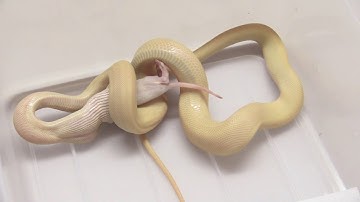 My Python Hatchling Won