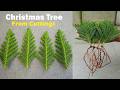🎄How to Grow Your Own CHRISTMAS TREE from Cuttings at Home