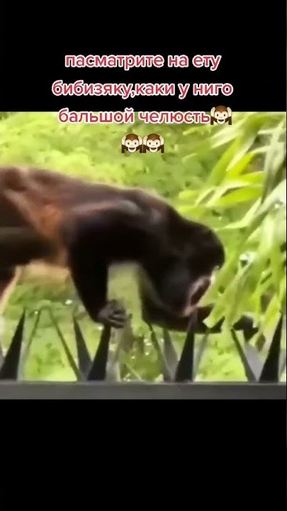 манки с большим челюстью пон - YouTube