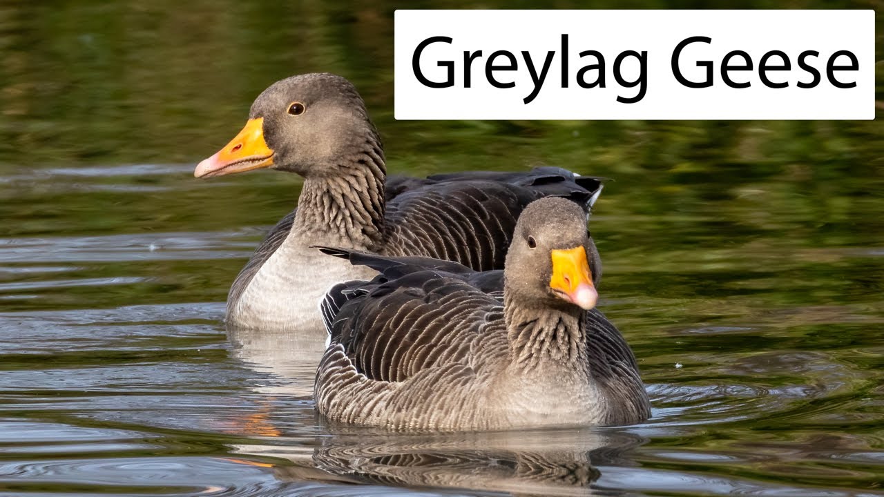 Greylag Geese Flying and Fighting - Canon R5 Hand-held Birds Video - Wildlife Photography