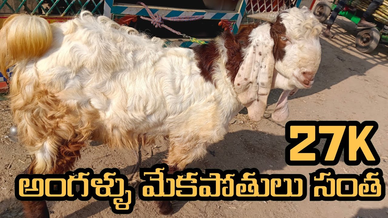 Angallu Goats 🐐🐐 Market Very Cheap Prices 🐐 - YouTube