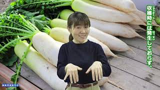 取れたて大根 みみサポみやぎ R7-36 大根を切ったら青かったことありませんか - YouTube