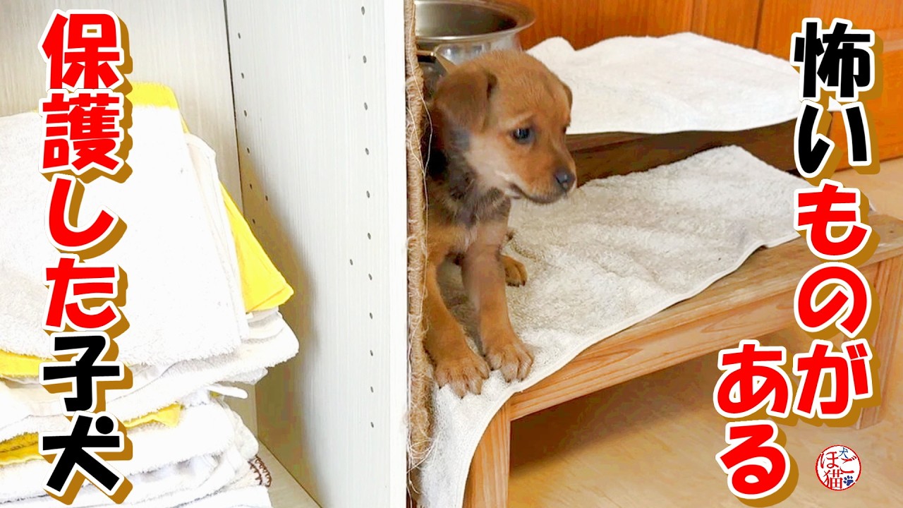 【保護犬  子犬】怖いものがある子犬達