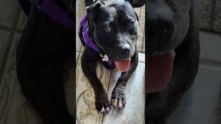 My Pitbull And Bulldog Mix Rescue Dog