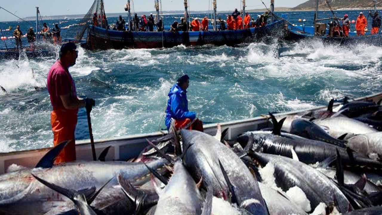 Havest Giant Bluefin tuna, Tuna Fishing Nets - Catch & process hundreds ...