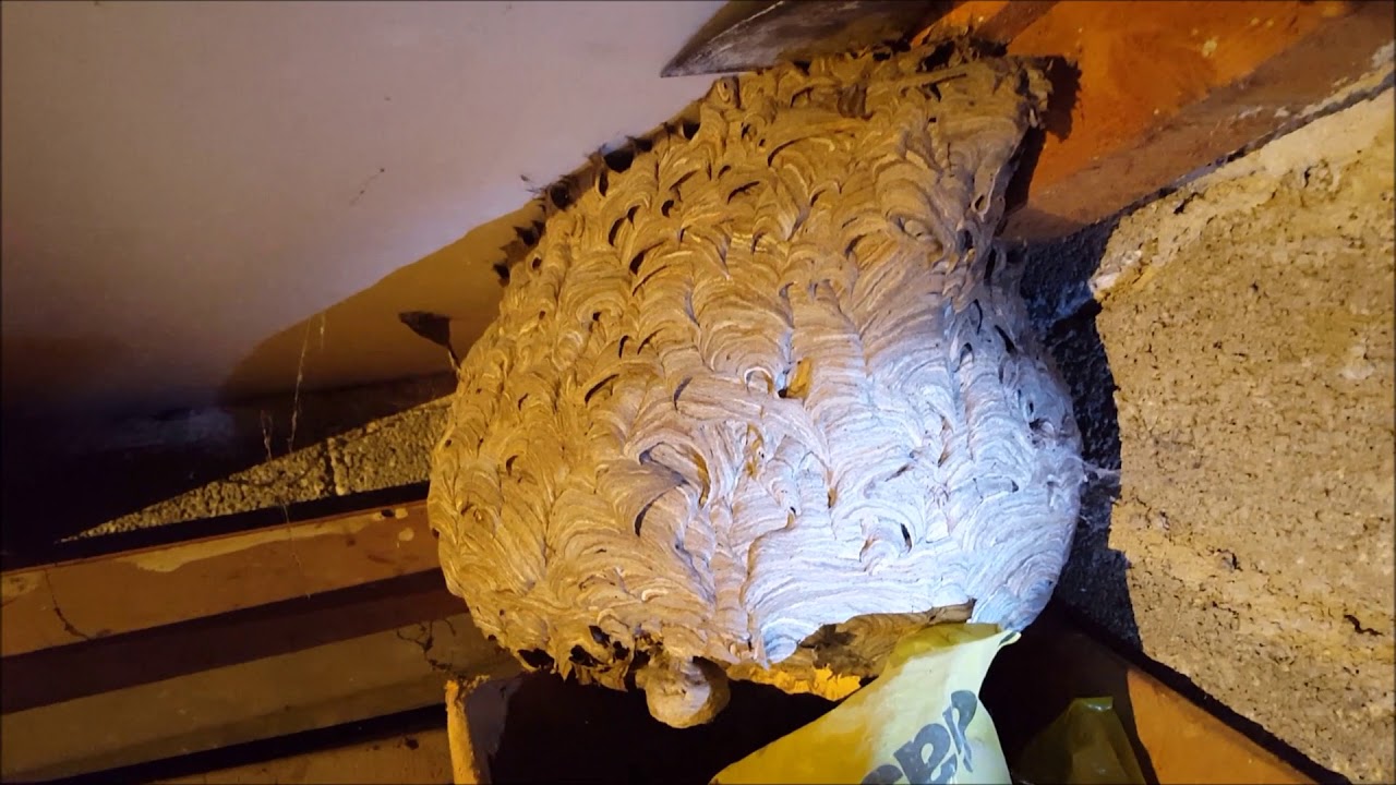 A big wasps` nest under the roof. YouTube