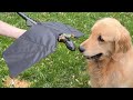 Goldens React To A Toothless Dragon Toy