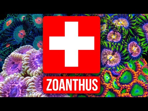 Video: Ar zoanthidai įgels vienas kitą?