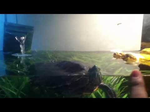 Ralph the turtle!!