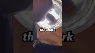 Live SHARK in EGG!!