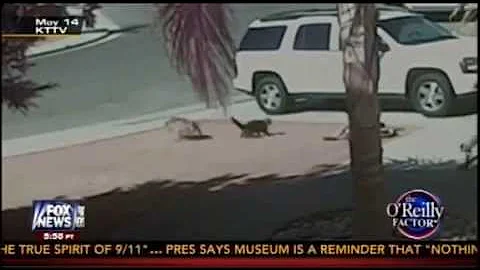 Bill O'Reilly: Cat Saves Child From Attacking Dog! (AMAZING FOOTAGE)
