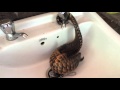 black bellied pangolin playing w water