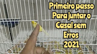 Começou a reprodução! Tudo oq vc precisa saber para juntar o casal (passo a passo)