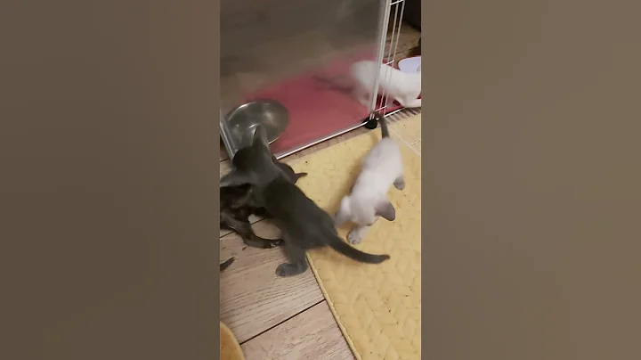 Watch the video about #scarlettdepp #orientalkittens #josie #galina #emerald #dior #leonardo ORIENTAL KITTENS PLAYING
