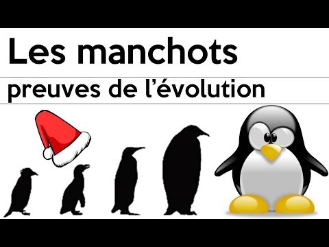 Vidéo: Pourquoi les pingouins ont-ils des plumes ?