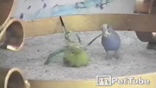 Parakeet Ties Up Bird With Ribbon - PetTube by PetTube - Planet's Funniest Animals 1,274 views 7 years ago 37 seconds