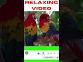 Relaxing Video for Deep Focus #shorts RV 😍😀