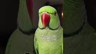 #parrot #talkingparot #ytshorts #exam #teenagers #college #birds #fruit #food #shorts #reels #paper