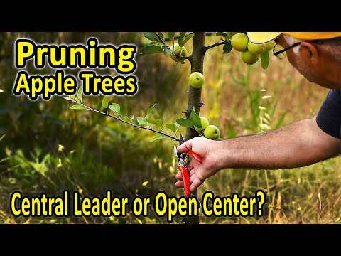 Training and Pruning Apple Trees – Central Leader or Open Center? | Pruning Fruit Trees