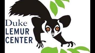 Free-Ranging: Ruffed Lemur Vocalizations