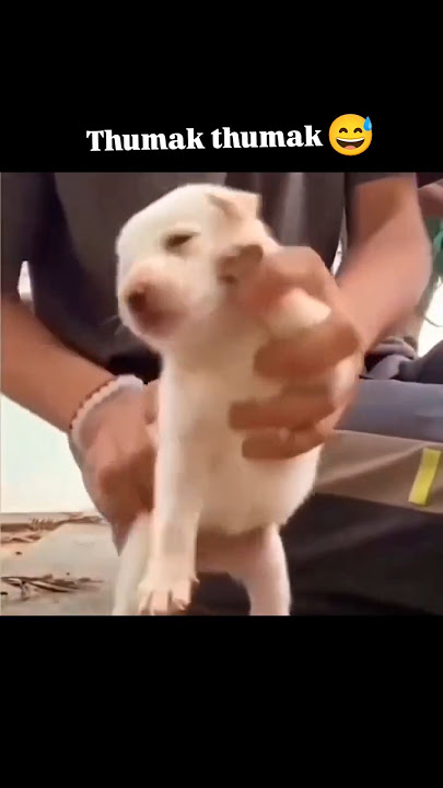 Thumak thumak jandi 😅 Trend maine bhi follow kr liya 😁 #thumakthumak#fun#dance#cute #littledog#short
