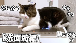🐈猫のいる暮らし〜洗面所編〜 #shorts