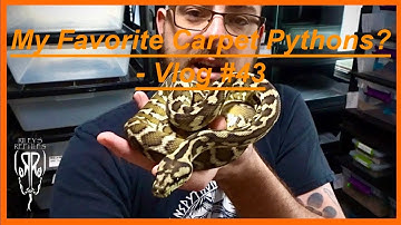 My Favorite Carpet Pythons? - Vlog #43