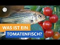 Was ist ein Tomatenfisch? - Frage trifft Antwort | Planet Schule