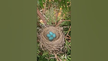 American Robin Nest | Journey from Building Nest to Chirping Nestlings