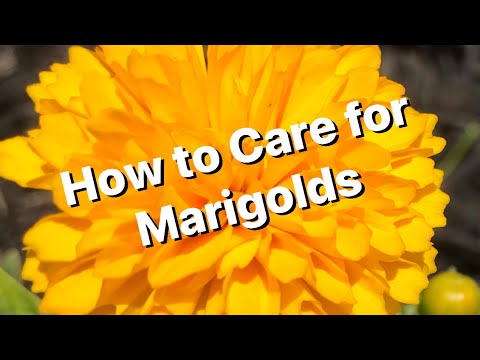 Video: Marigolds (63 şəkil): Açıq Sahədə əkin Və Qulluq Xüsusiyyətləri. Çoxillik Tagetesa çiçəklərini Necə Yetişdirmək Olar?