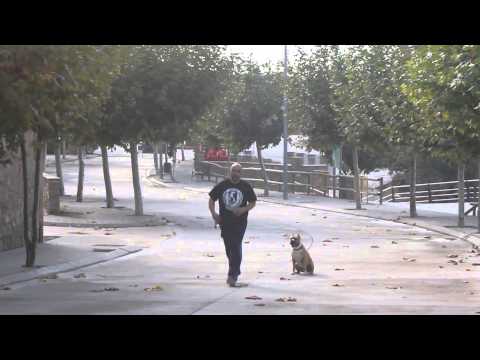 Vídeo: Com Passejar El Gos Correctament
