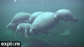 Underwater Manatee-Cam at Blue Spring State Park powered by EXPLORE.org by Explore Oceans 20,326 views 2 years ago 1 hour, 58 minutes