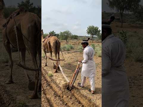ما زال الفلاحون يعتمدون على الحيوانات في حراثة الأرض