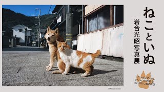 柏市民ギャラリー「岩合光昭写真展　ねこといぬ」