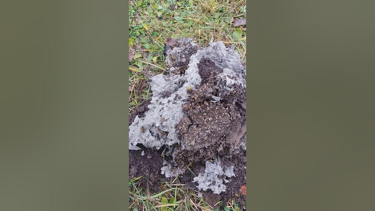 Земляное осиное гнездо. Земляные осы норы. Гнездо ос в земле. Обработка от земляных ос. Гнездо земляных ос.