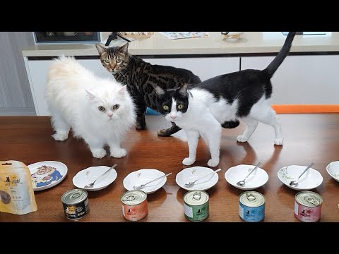 고양이들의 예상을 깨는 기호성테스트!(캣츠파인푸드 주식캔 +오리미츠)