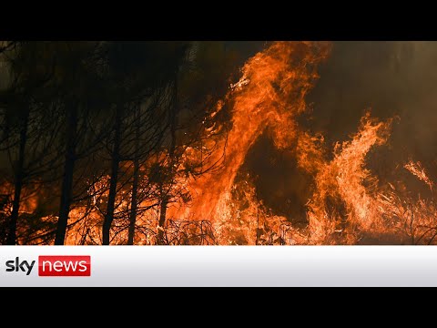 Europe wildfires: Pensioner refuses to leave animals as 'apocalyptic heat' hits France