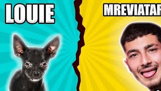 mreviatar dog louis funniest video only on dailydoseofawesomeness    #mreviatarlouis #mreviatarlouie