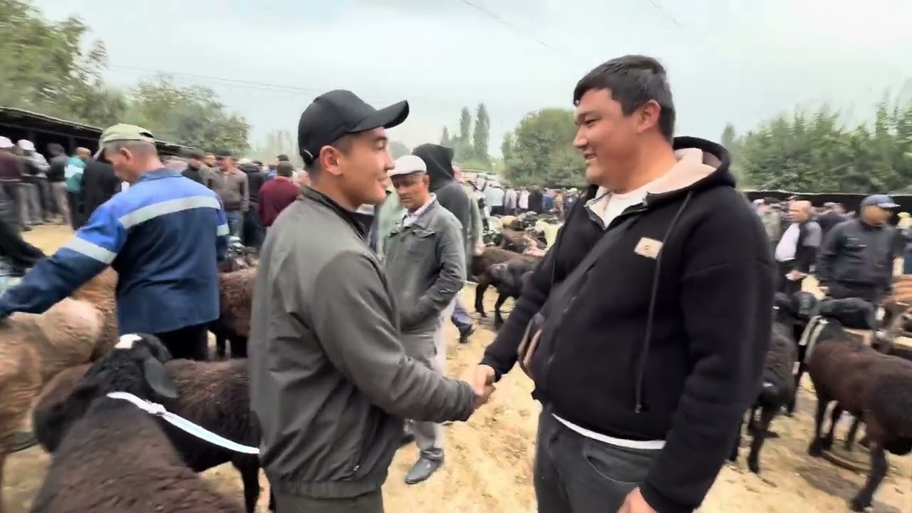 ANGREN MOL BOZORI QOYLAR QATORI 02.10.25 fermeruz 