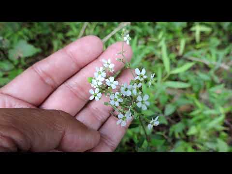 Video: What Is Flowering Spurge: Tips for Growing Flowering Spurge In The Garden