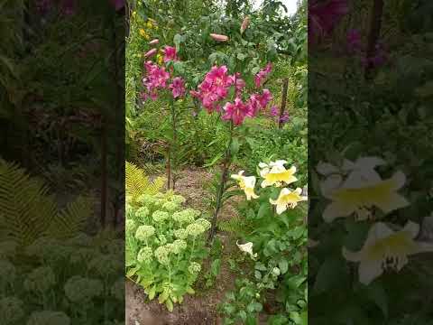 Video: Liljakasvien talvihoito - Kuinka ylitalveta lumpeet