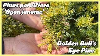 Pinus parviflora 'Ogon janome' Golden Bull's Eye Pine THE ULTIMATE VARIEGATED PINE! 🌲