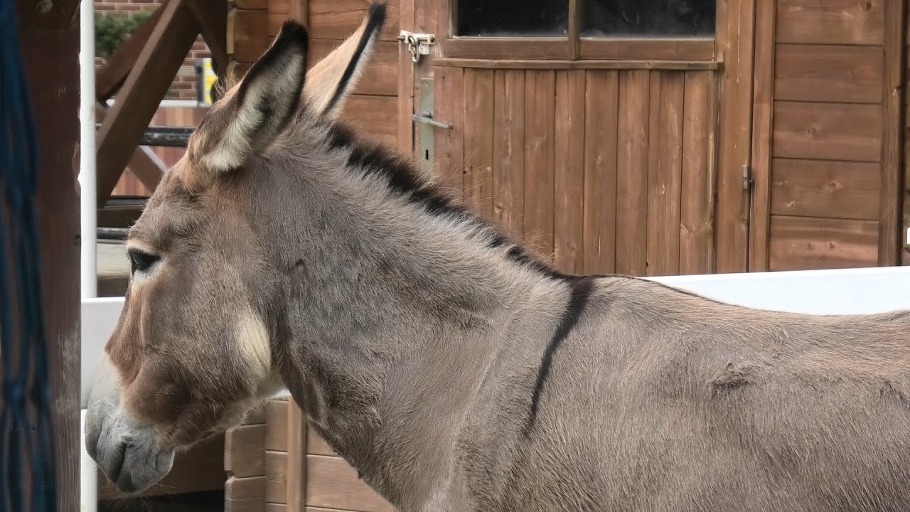 ロバ の チヒロ 東武動物公園 年9月18日 Youtube