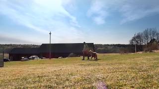 Obedience in the sun! by Halde the Briard 4 views 4 years ago 1 minute, 19 seconds